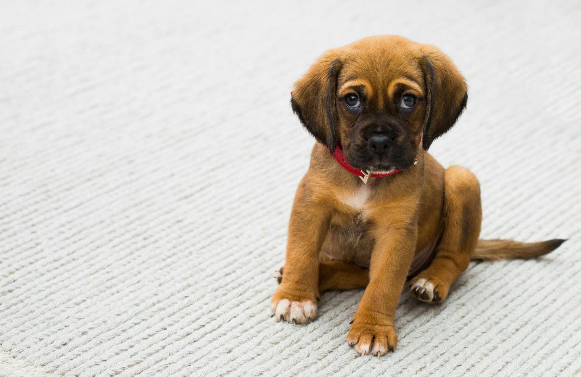 Dog & Cat Vets in Navan