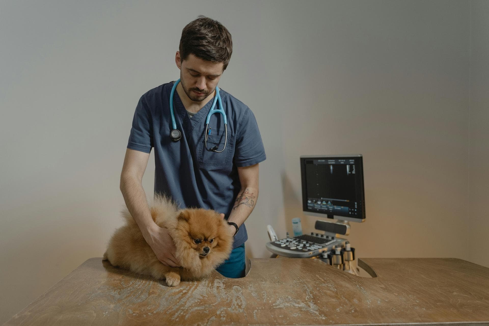 Dog & Cat Vets in Navan